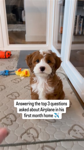 Airplane the Dog on Instagram: "❓Top FAQs about Airplane: 1️⃣ What breed or type of dog is he? Airplane is a mini-Goldendoodle with a red tuxedo coat. 🧥 2️⃣ How big will he get? He should be 15-18lbs. He’s currently 7.5lbs at 11.5 weeks old. ⚖️ 3️⃣ Why is he named Airplane? We knew we wanted a travel-themed name and when we landed 😉 on Airplane we couldn’t stop laughing. He also has a bit of an airplane-shaped patch on his chest and tries to fly out of arms, off furniture, and over toys with n