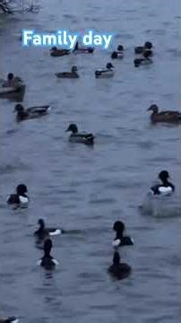 Day outing UK game api