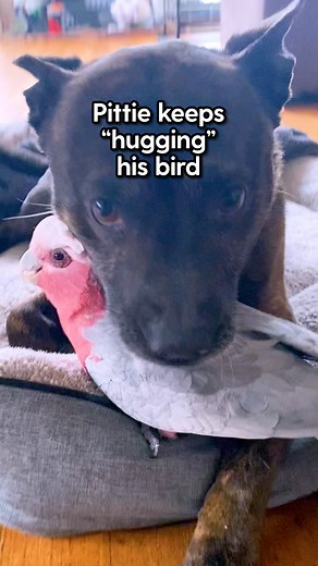 After this dog found an injured parrot, he became obsessed with him! And follows him around for cuddles. We talked with their mom about the ridiculously adorable friendship she gets to witness every day 💙 Keep up with the whole family on Instagram: thedo.do/crackerandmilo. | The Dodo