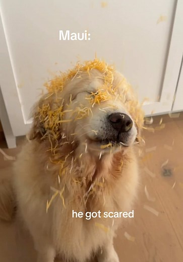 Maui the Golden Retriever's Hilarious