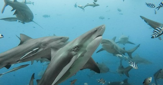 What Is a Group of Sharks Called and Why?
