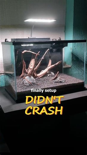 low budget planted tank✅||#plantedtank #plantedaquarium