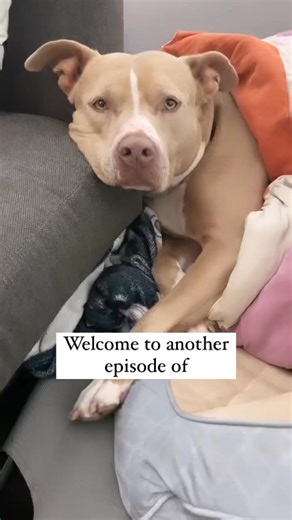 The elusive house hippo has been located! .Do you like to say house hippo, land seal, or pillow pibble.....#pitbull #pitbullsofinstagram #adoptdontshop #pittienation #pibble #dogsofinstagram #fblifestyle | The Pit bull