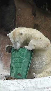 Hou-is so adorable relaxing on a hilltop after getting tired from playing. #Hou-chan #PolarBear