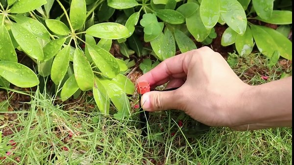 MIXC 30PCS Quick-Connect Drip Irrigation Emitters Fan Shape for 1/4 inch Irrigation Tubing, Adjustable Water Flow Drip Emitters with Stake, 360 Degree Sprayer Perfect for Irrigation System Watering