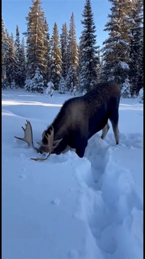 Sometimes nature gives us moments that feel like pure happiness. A playful moose throwing snow, diving into fluffy drifts, snorting with joy, and enjoying a cold winter morning like a giant kid in a playground. ❄️🦌 This little slice of wilderness reminds us how simple joy can be — just snow, sunlight, fresh air, and freedom. What emotion did this video give you? Calm, happiness, wonder, or a smile you didn’t expect? Tell me in the comments 👇 #fblifestyle | Oleksandr Parubok