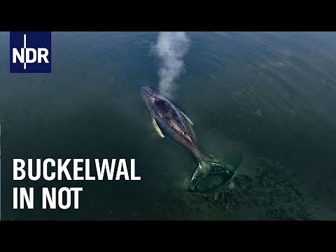 Gestrandet: Ein Wal in der Ostsee | Die Nordreportage | NDR Doku