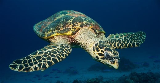 What Makes Sea Turtles and Land Turtles So Different