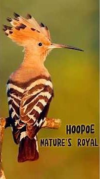 Hoopoe Bird Facts | Crowned Bird With Wild Defenses #facts #hoopoe #nature