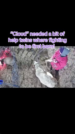 Come pull a lamb with me! Everyone in a while one needs a bit of help! #moclublambs #agriculturetiktok #lambingseason #lambingseason @Brad Stoll