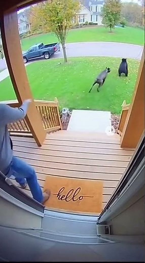 Cane Corso vs Black Bear to protect the owner (Security Camera Footage)
