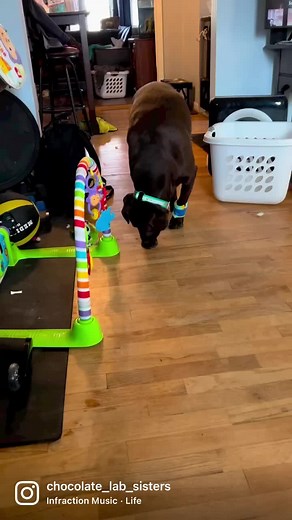 Maya won’t stop licking her upper paw pad which somehow got ripped a bit. This is the solution I came up with so it can it can heal. (They were kinky on for a hit before I took them off). #chocolatelab #chocolatelabrador #chocolatelabs #Labrador #labradorretriever #labsofinstagram #labs #labradorretriever #spoileddog #dog #puppy #montana #montanadog #love #lovemydog #dogmom #dogmomlife #dogsisters #lapdog #chocolate_lab_sisters
