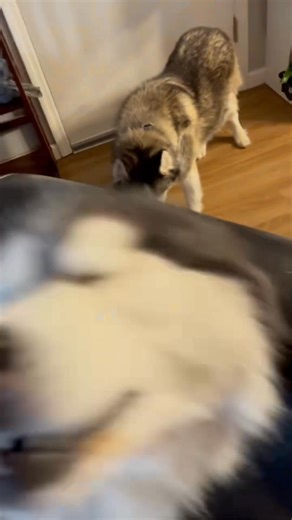 185K views · 7.6K reactions | PSA, with some ASMR! #sweet #sherlockthehusky #fluffy #floof #dog #cute #aww #playing #lol #husky #adorable #ew #asmr #silly #funny | Sled Dog Life | Facebook