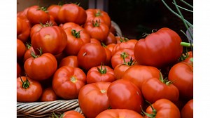 Comment planter des tomates en pleine terre ?