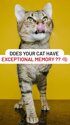 Unlocking the secrets of the feline mind: Cats, the memory maestros! 🐾 . . From playful antics to cherished moments, their exceptional memory is a purr-fect marvel. 💭 . . . Dm fir credit - 🎥 . Follow for more - @ask_my_cats . Voice - @itsafactfusion . #catmemory #catbrain #catfacts #catfact #catfactsdaily #funfacts #catreels #catreel #catreelstagram #catreelvideo #catreelsoftheday #catdaily #dailycat #kittycat #kittycats #catlife #catsofinstagram #igcats #smartcat #beautifulcat | Ask My Cats