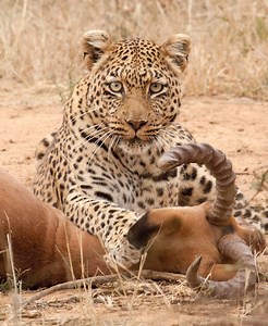 21 Unexpected Actions Of Animals Fiercely Attacking Their Prey Captured On Camera 🦛vs🐊 | Eating Sounds