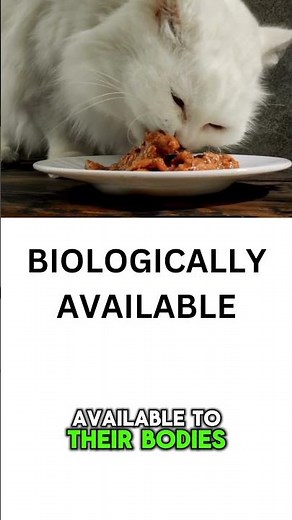 Does your cat’s poop smell REALLY bad? #cats #cathealth #catfacts