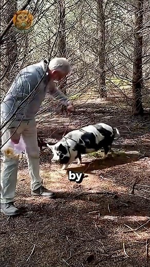 Truffle Hunting🐕🐷