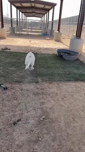 10K views · 230 reactions | The famous Mr. Saru (A272568) 7 year old,...