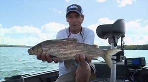 32K views · 126 reactions |  Whitefish are fun to catch both in open water and through the ice! Their fillets are great table fare whether baking, frying or smoking them. | Lindner's Angling Edge | Facebook