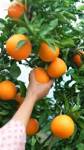 Perfectly Ripe Fruits Ready for Harvest #farmingtips #easyfarming