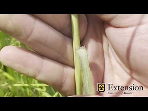 Switchgrass Identification_University of Missouri Extension