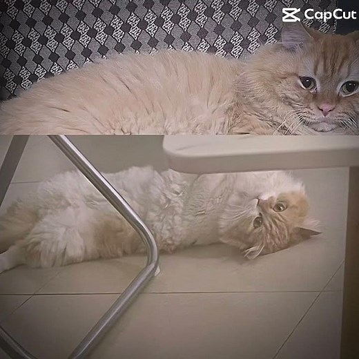 Wellerman song with the cats! 🐈