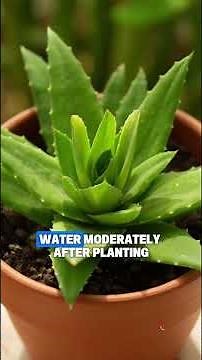 Grow Aloe Vera: Beginner’s Easy Care Guide for Healing Succulent Beauty