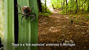 There is a 'tick explosion' underway in Michigan, here are some tips to prevent getting your blood sucked. | MLive.com