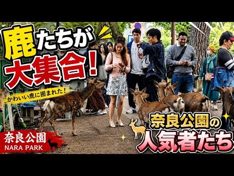 奈良公園の人気者たち！鹿たちが大集合！🦌 | Nara Park Deer Gathering in Japan#NaraPark #NaraDeer #JapanTravel #JapanVlog