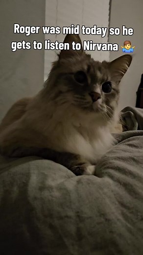 Roger the Cat Listens to Nirvana | Cute Cat Moments