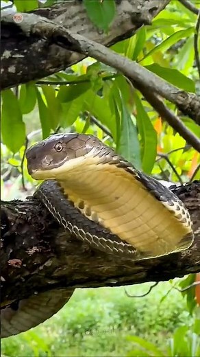 Why Python Skin Products Are Worth Crores? 😱 | Rare Luxury Facts