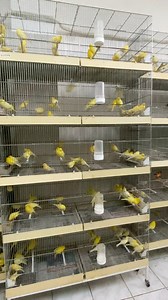 Νέες παραλαβές #canaries | Tropic Island