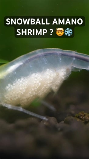 Snow Amano Shrimp: The Rare Snowball ☃️🦐 #shorts