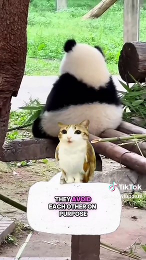 Why Pandas Eat Bamboo Despite Being Carnivores