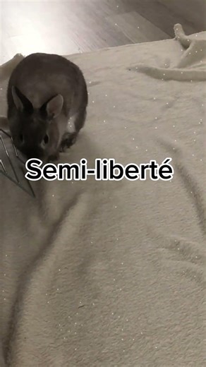 Semi-liberté #abonnezvous #lilou