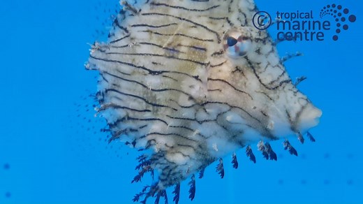 1.7K views · 61 reactions | Tassle Filefish, Chaetodermis pencilligerus is endemic to the reefs of the Indo-Pacific. The Tassle Filefish gets its name from the multiple and tiny tassel-like protuberances over its body.Is peaceful and like to swim around the entire aquarium. Check availability on our website https://bit.ly/2sUuvjx #tropicalmarinecentre #tasslefilefish #chaetodermispencilligerus | Tropical Marine Centre | Facebook