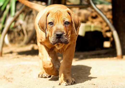 Boerboels Puppies For Sale | South African Mastiff Breeder