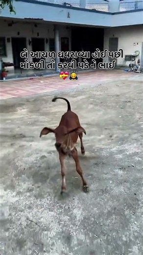gir calf eat milk after power to jump at home | Gir calf Masti to run & jump#short#viral#cow#trend