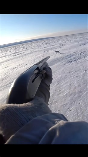 Snow White Rabbit | Pointe-Blanc Range | Hunting Season#chase #hunting #winterseason #wildlife