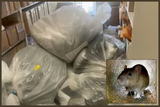 Rats Destroy Drugs Kept by Texas Police as Evidence, Potentially Compromising Thousands of Cases