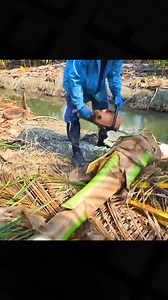 30K views · 128 reactions | Edible heart of a coconut tree | Lee Yumi | Facebook