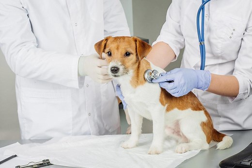 Normal Vital Signs In Dogs - EVERYTHING you need to know!