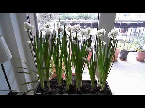 Paperwhite Narcissus 25-Day Time Lapse of Sprouting, Blooming, and Wilting