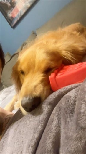 Gustavo Vargas Spina | Ó nois aí ó nois aí ☝🏻💥 #goldenretrieversofinstagram #golden #retriever #retrieveroftheday #retrieversofinstagram #goldenretrievers... | Instagram