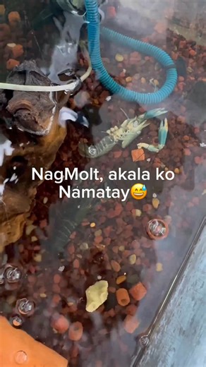 1.7K views | Molt-molt din pag may time.. #crayfish #craylings #arc #crayfishbreeder #crayfishfarming #australianredclaw #taguroline #newbiebreeder #crayfisharayat #arayatpampanga #hobby #crawfish #fish #aquapet | Crayfish Arayat | Facebook