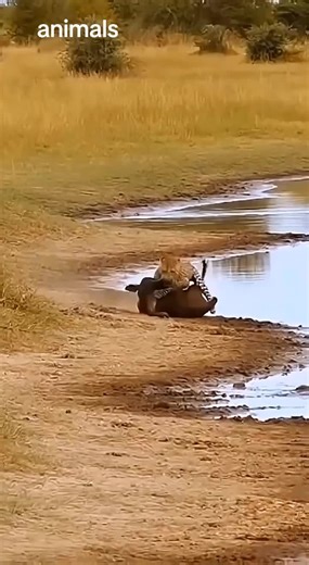 Predator's Unlucky Encounter