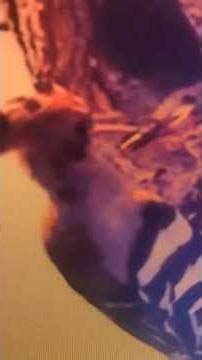 MOTHER Hoopoe Bird Feeds Her Babies! #amazing #nintendo #animalart #indiansnackrecipe #wildlife