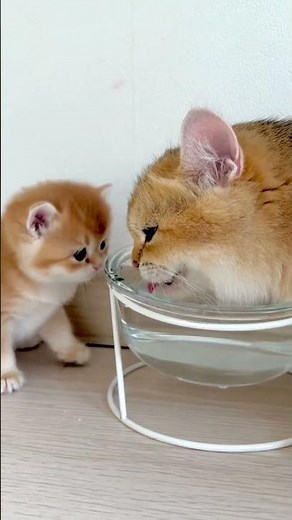 🐾💕Kitten's First Lesson: Adorable Water Break!