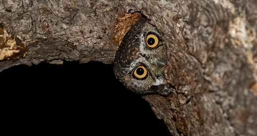 Elf Owl Photos and Videos for, All About Birds, Cornell Lab of Ornithology